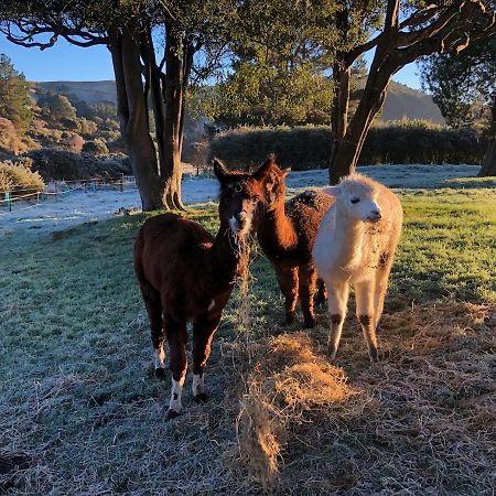 Narrow Neck Creek Farmstay And B&B Ъпър Хът Екстериор снимка