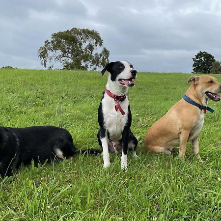 Narrow Neck Creek Farmstay And B&B Ъпър Хът Екстериор снимка