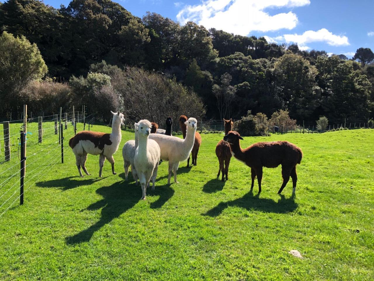 Narrow Neck Creek Farmstay And B&B Ъпър Хът Екстериор снимка
